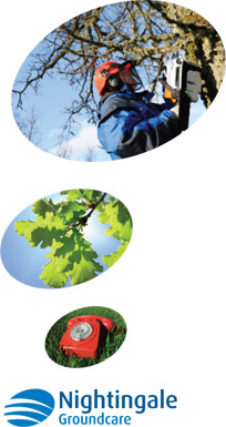 Tree Surgery & Services